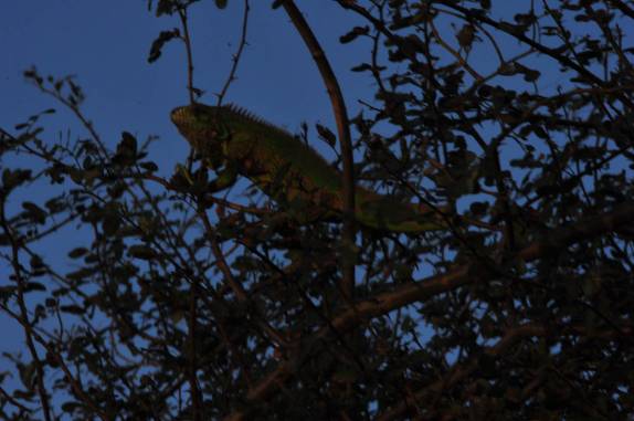 Iguana no mangue do Delta do Parnaíba, na fronteira dos estados do Piauí e Maranhão